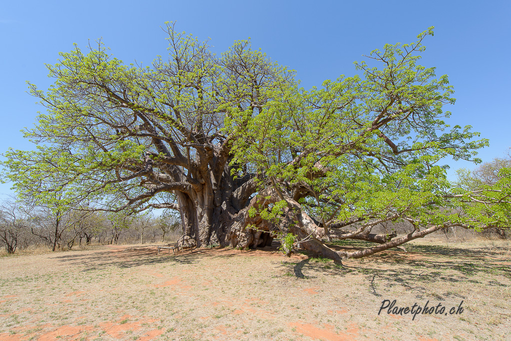 Baobab