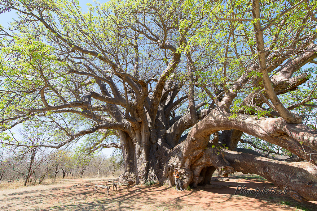 Baobab