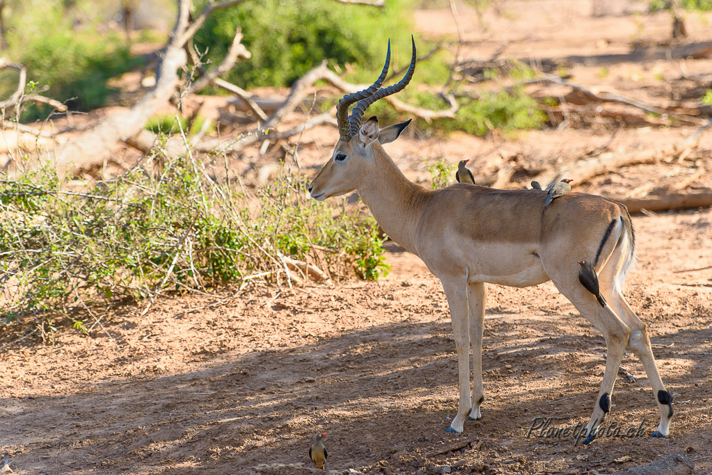 Impala