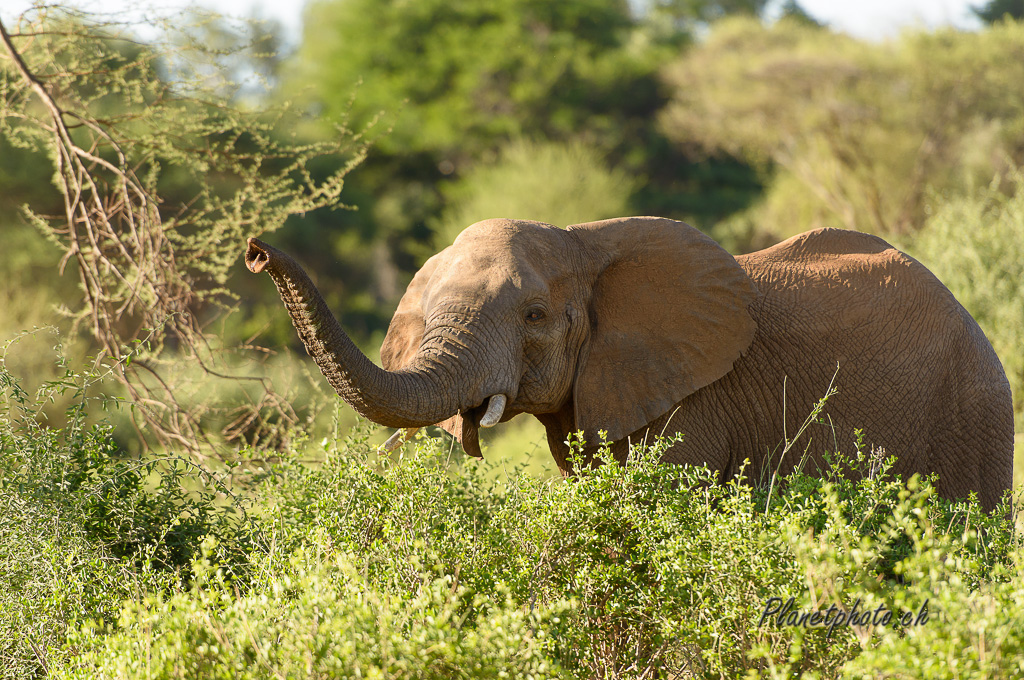 Eléphant