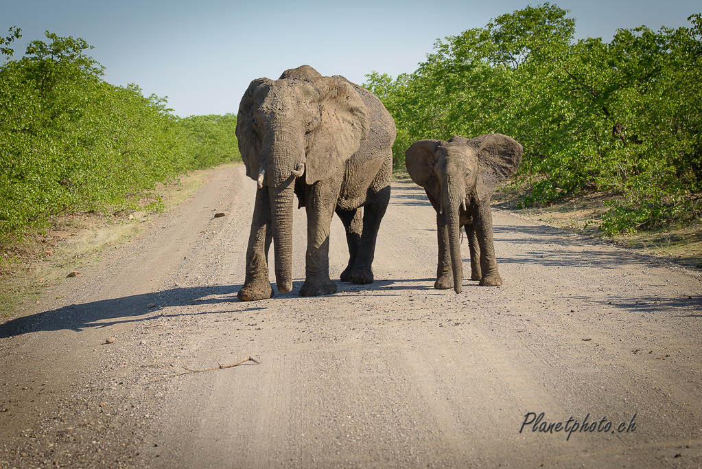 Eléphant