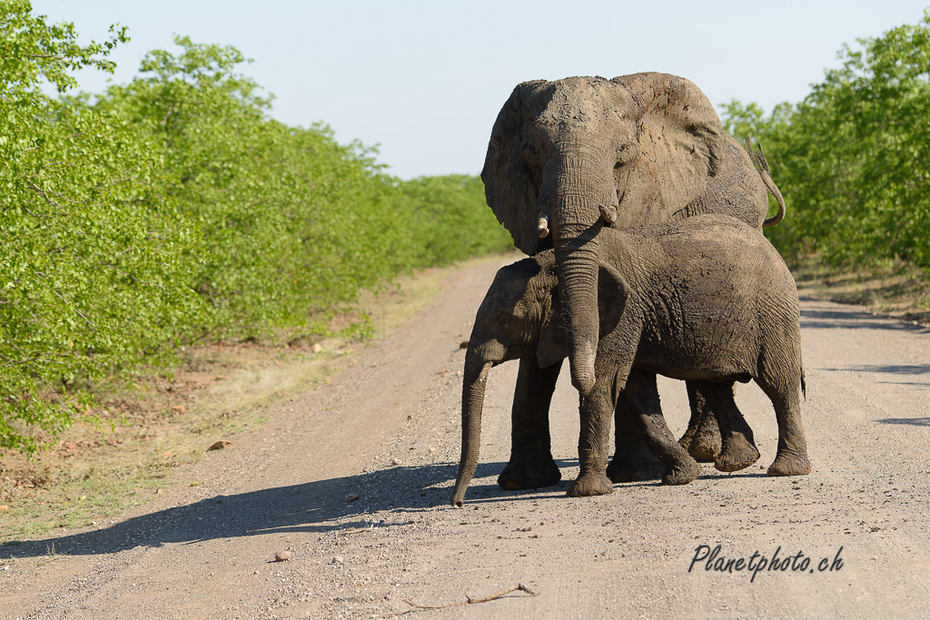 Eléphant