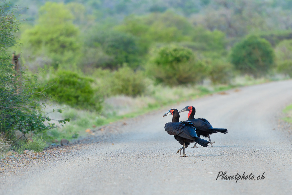 Ground Hornbill - Bucorve du Sud