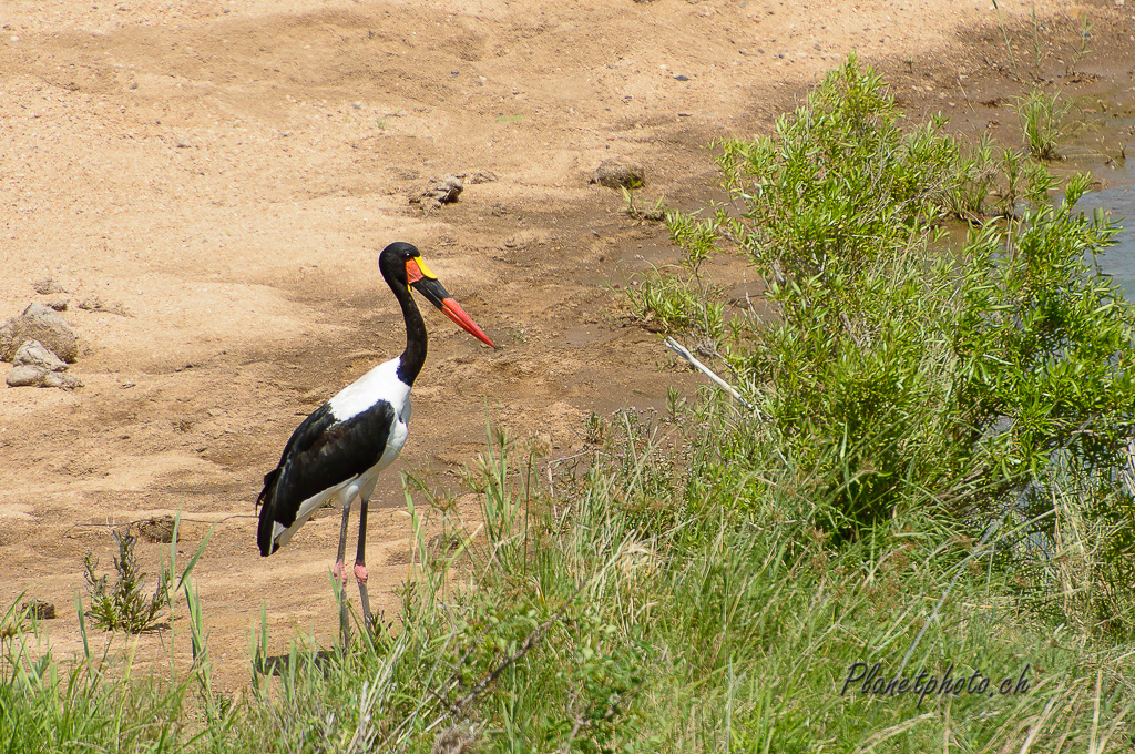 Jabiru d'Afrique