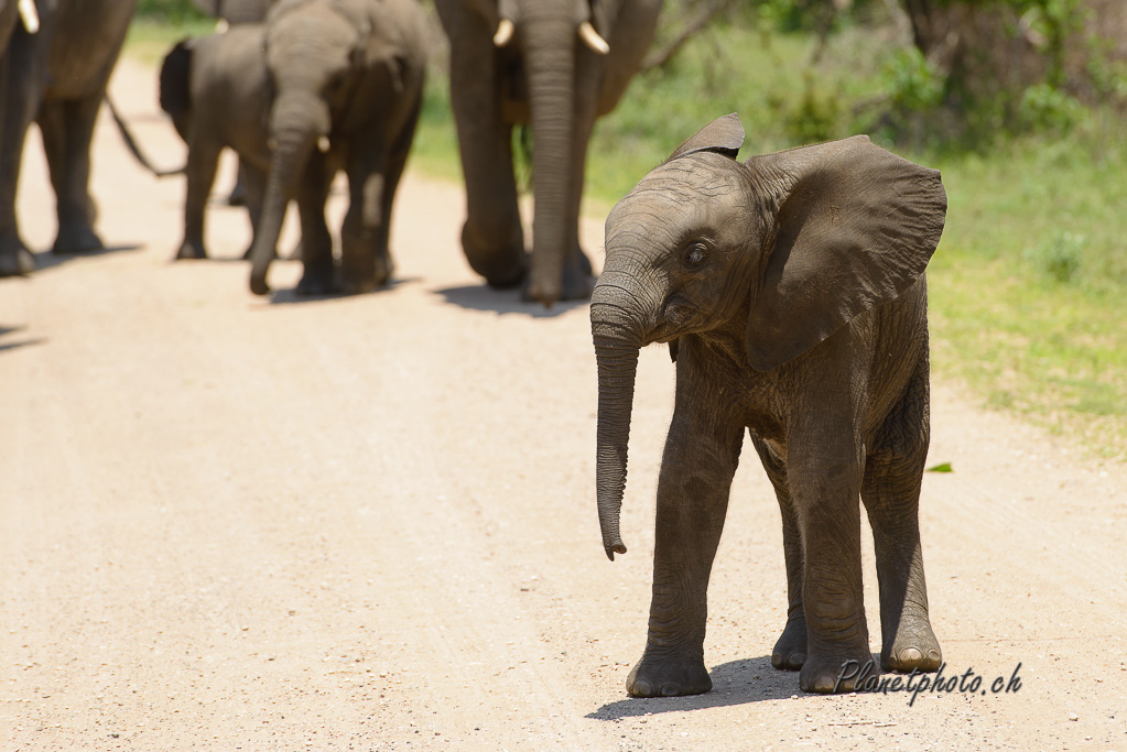 Eléphant