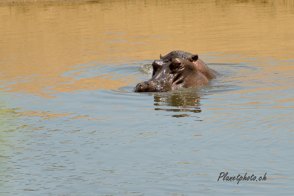 Hippopotame