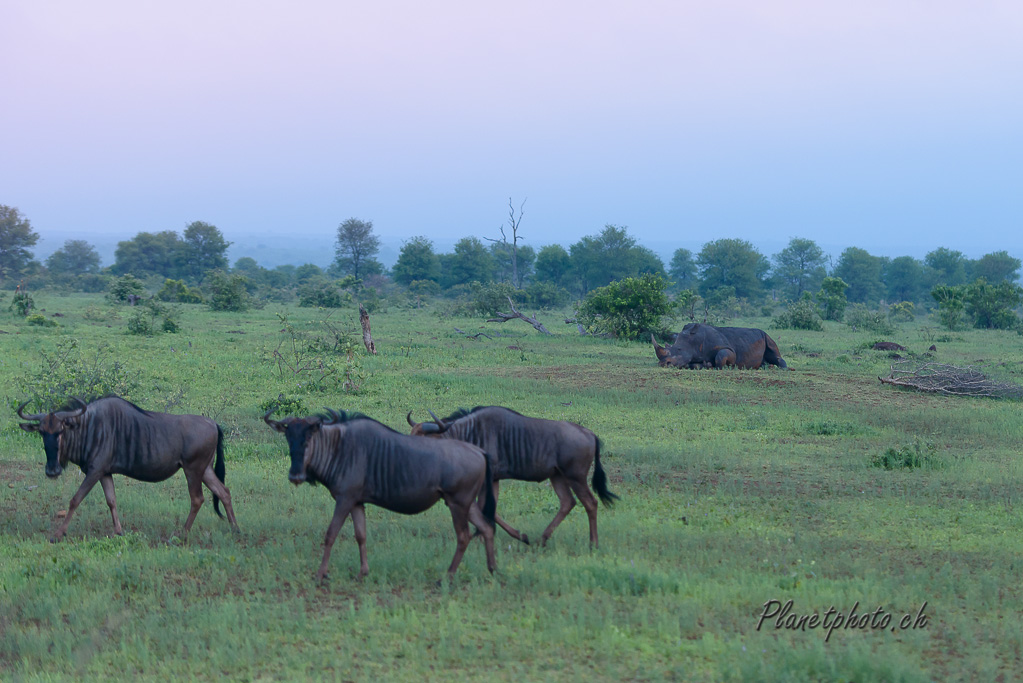 Gnou et rhinoceros