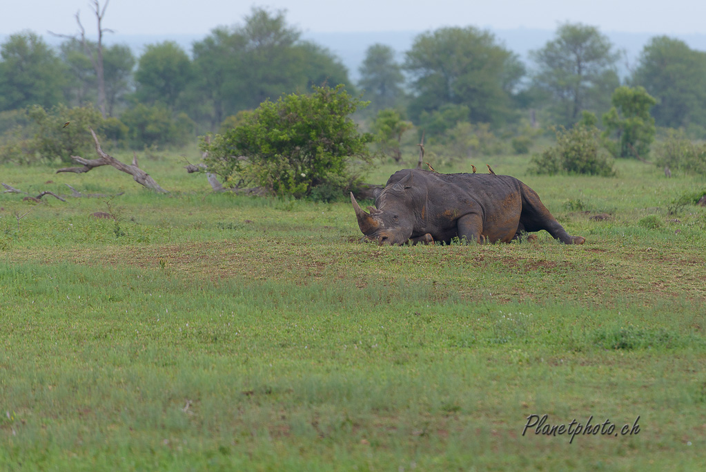 Rhinocéros blanc