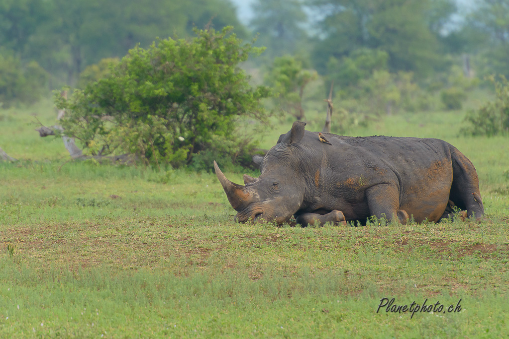 Rhinocéros blanc