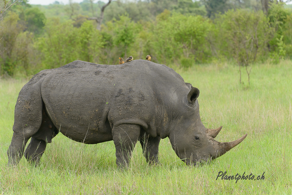 Rhinocéros blanc