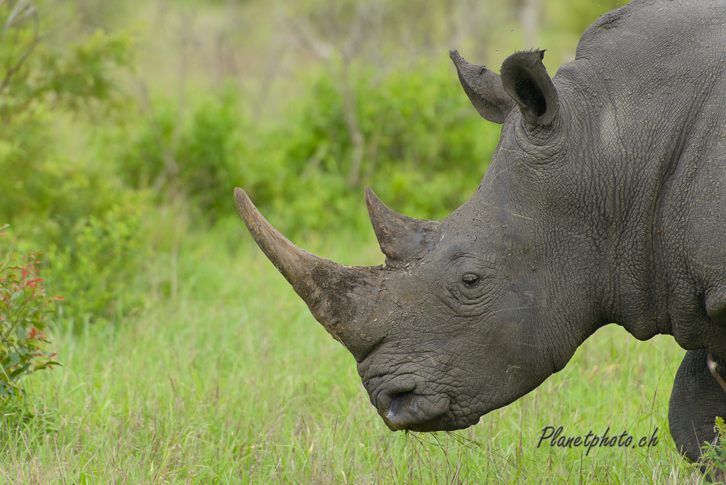 Rhinocéros blanc