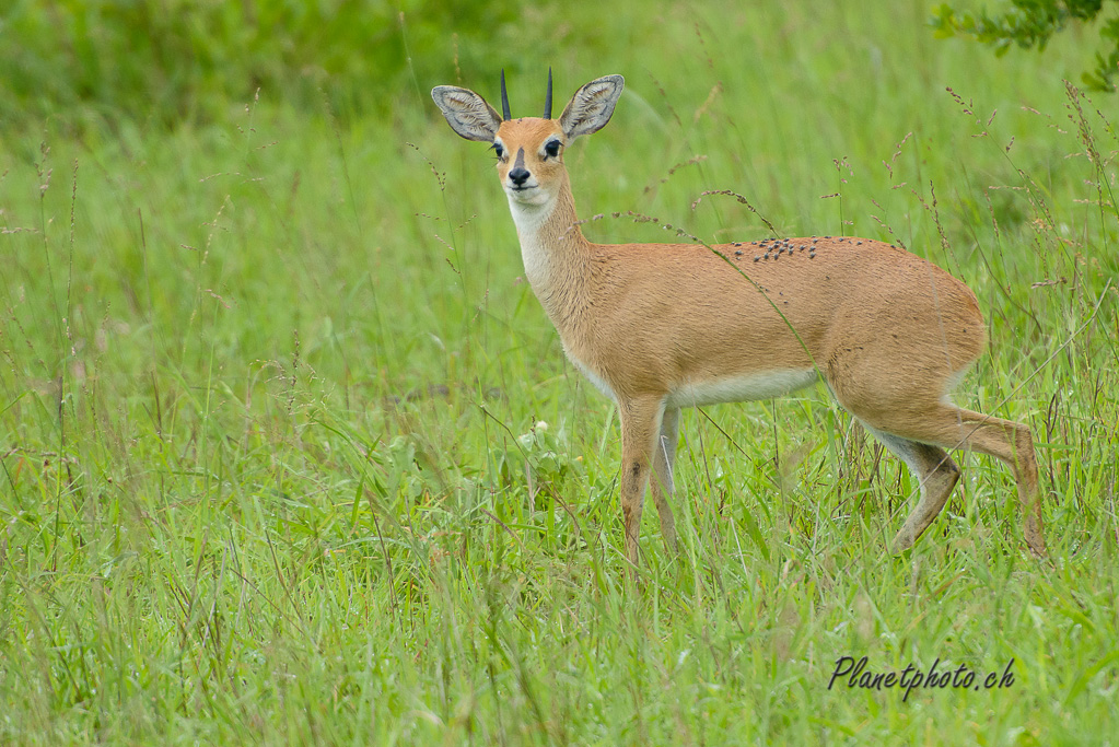 Damara Dik-Dik