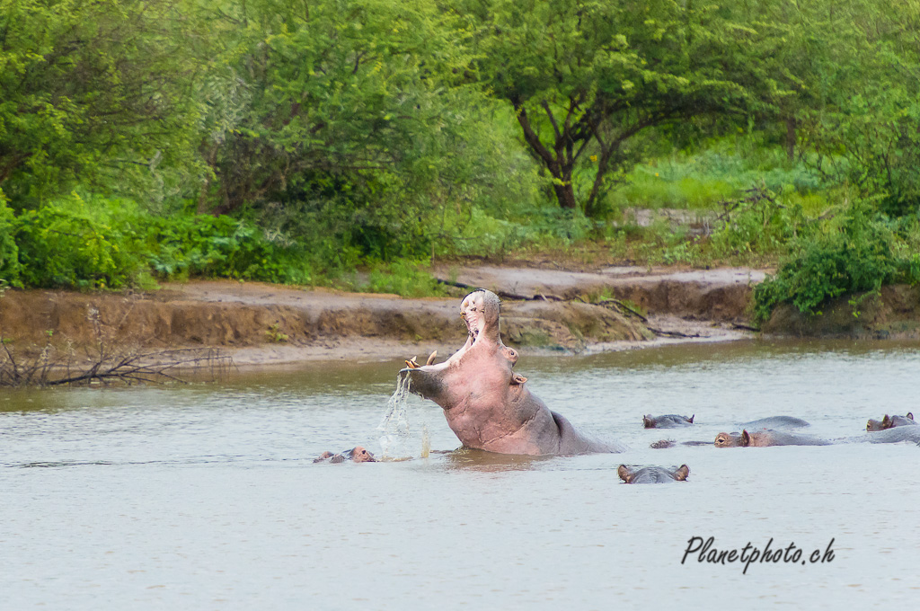 Hippopotame