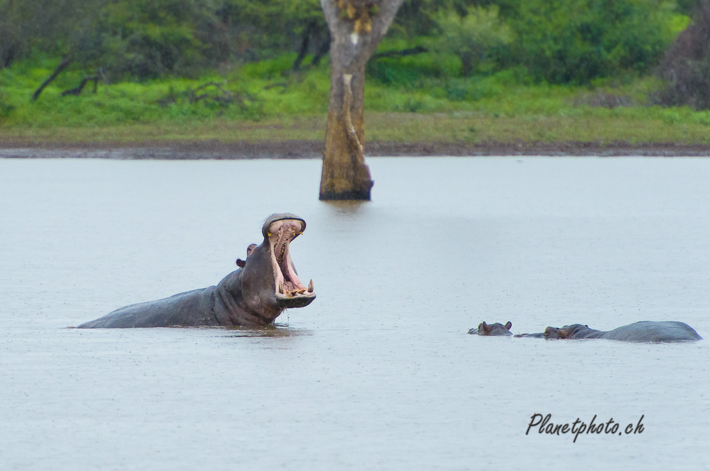 Hippopotame