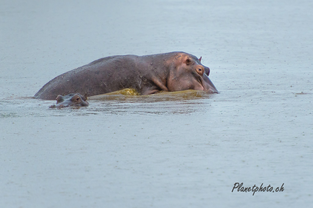 Hippopotame