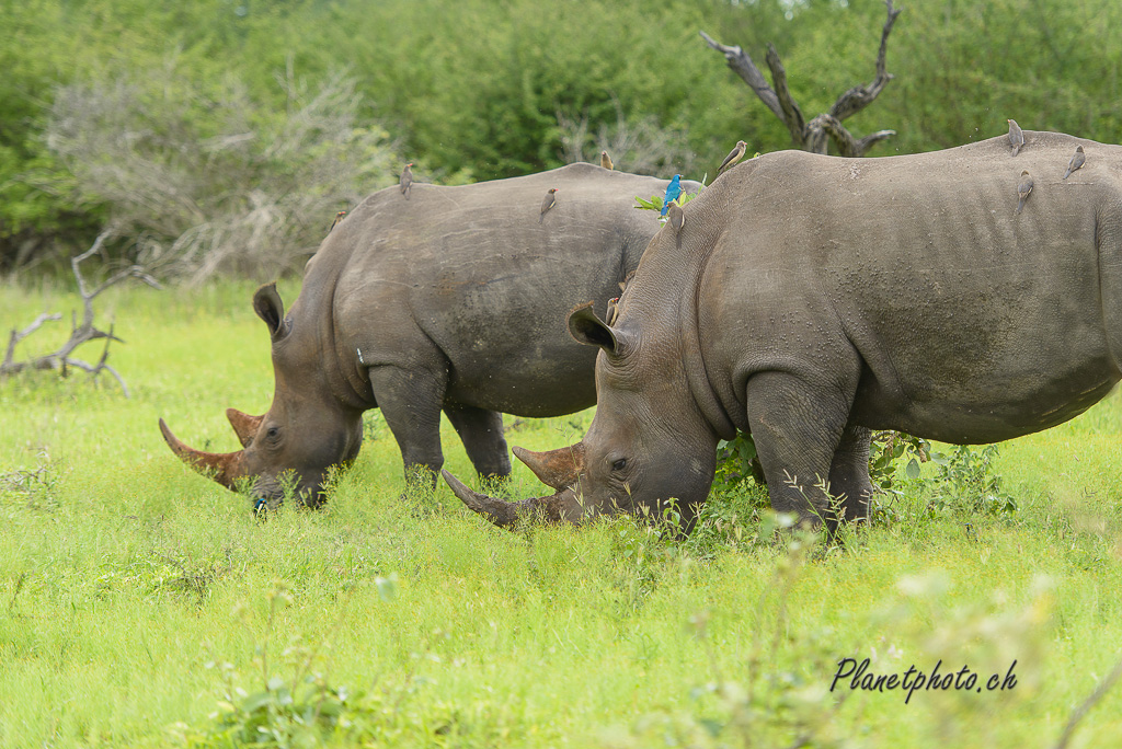 Rhinocéros blanc