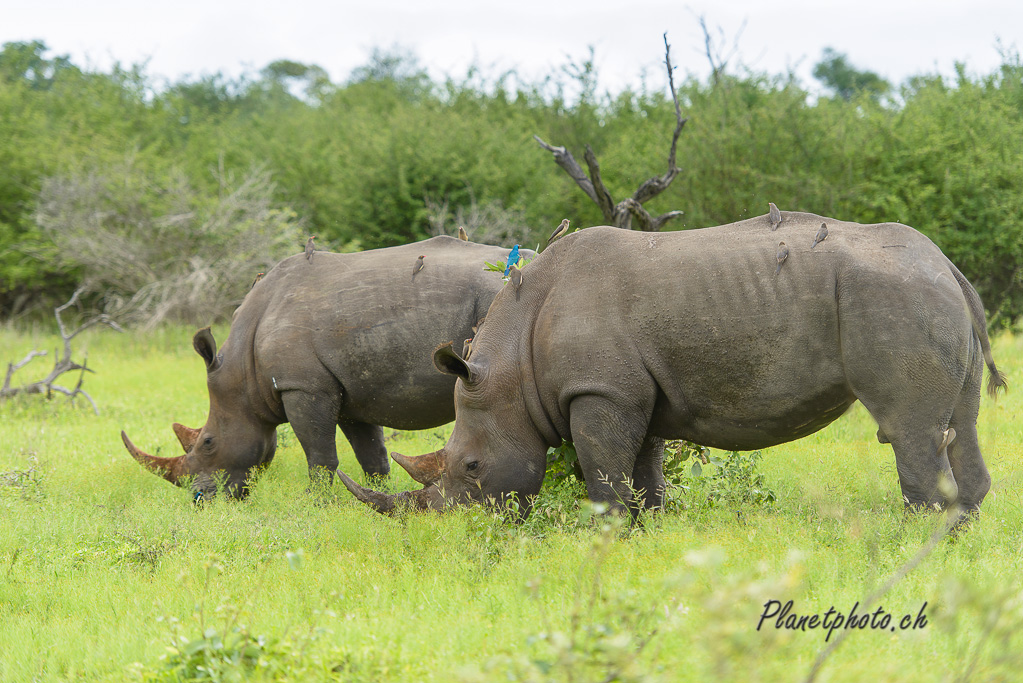 Rhinocéros blanc