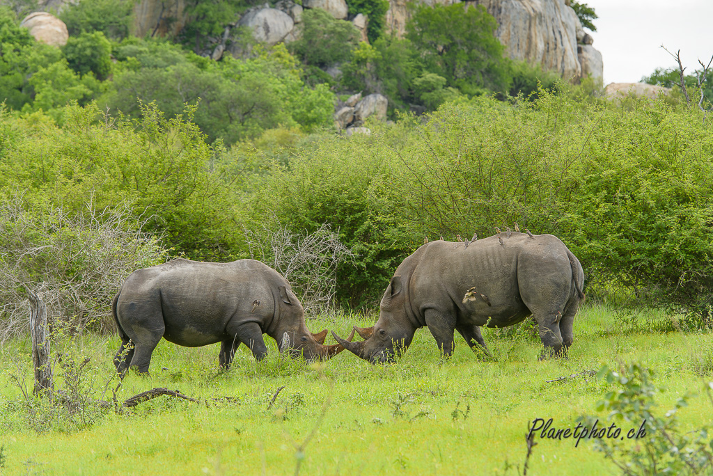 Rhinocéros blanc