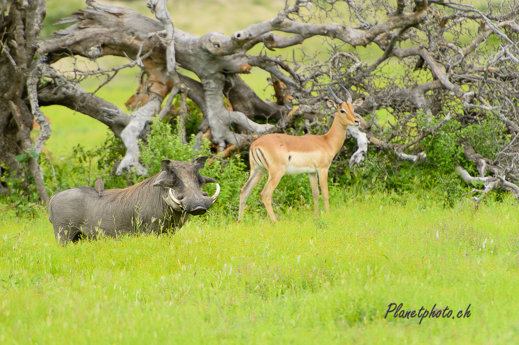 Phacochère et Gazelle