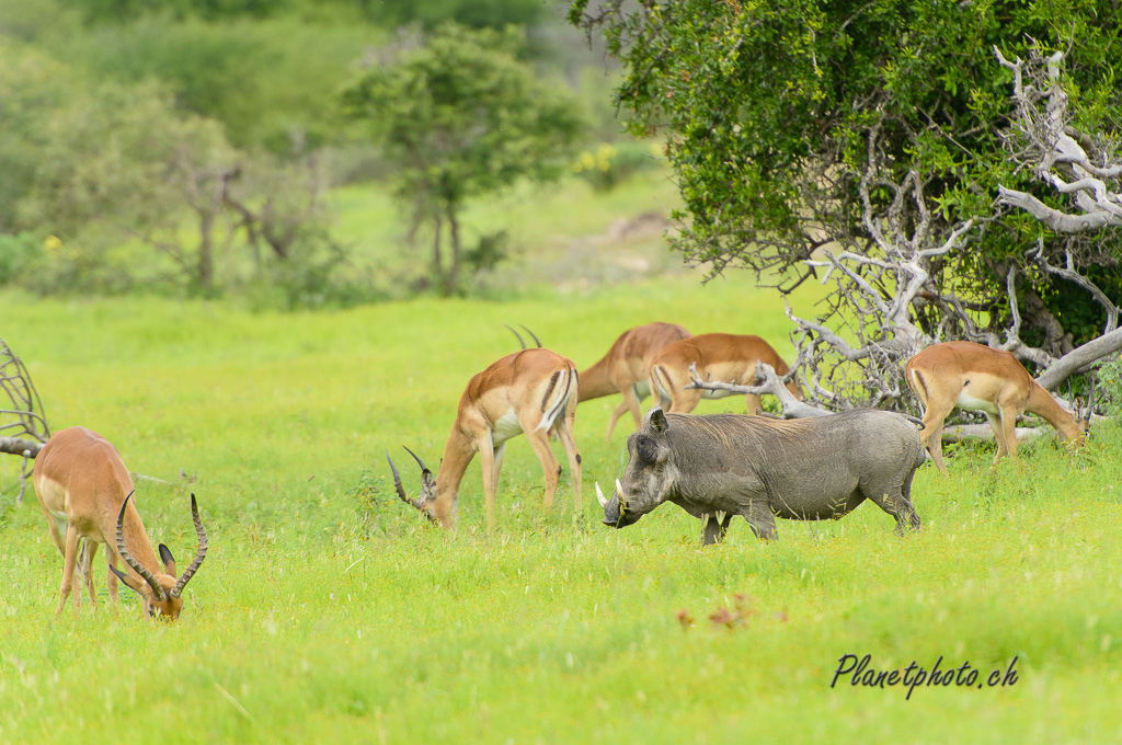 Phacochère et Gazelle