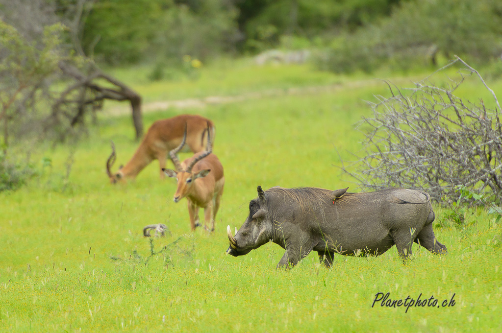 Phacochère et Gazelle