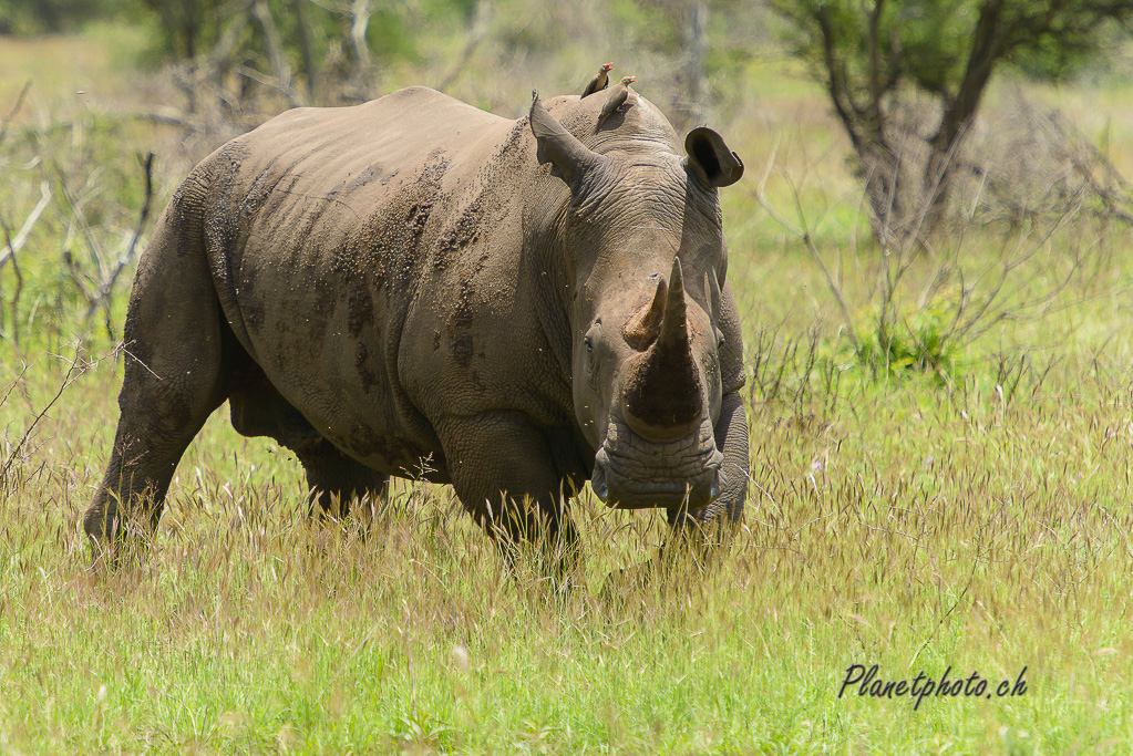 Rhinocéros blanc