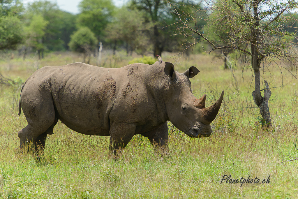 Rhinocéros blanc