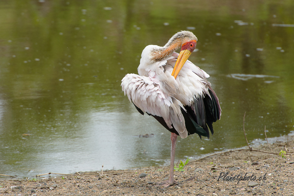 Tantale ibis