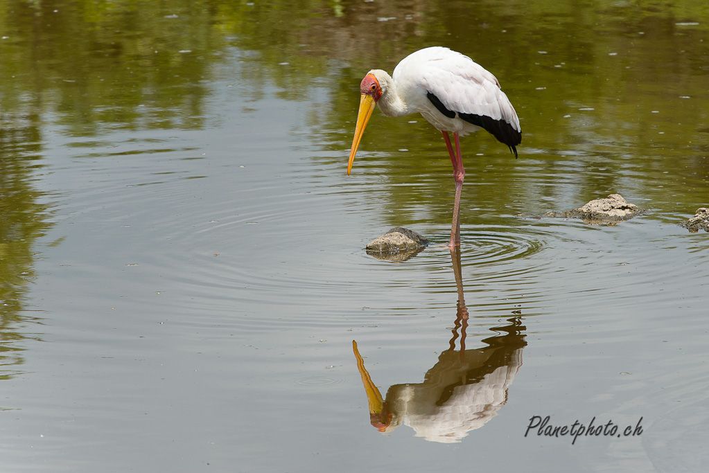 Tantale ibis