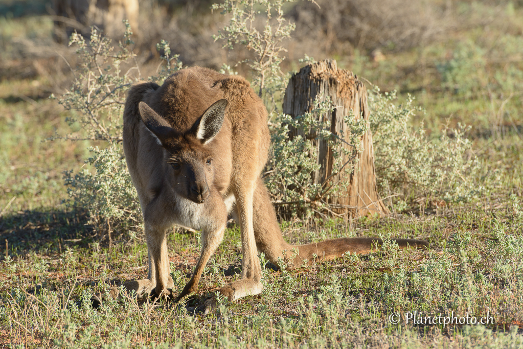 Mungo Nat Park