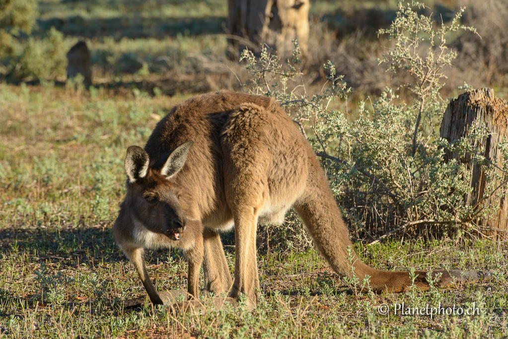 Mungo Nat Park