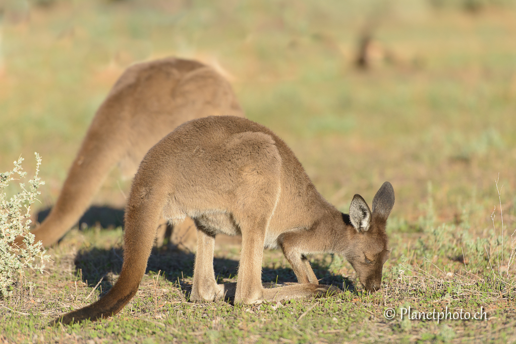 Mungo Nat Park