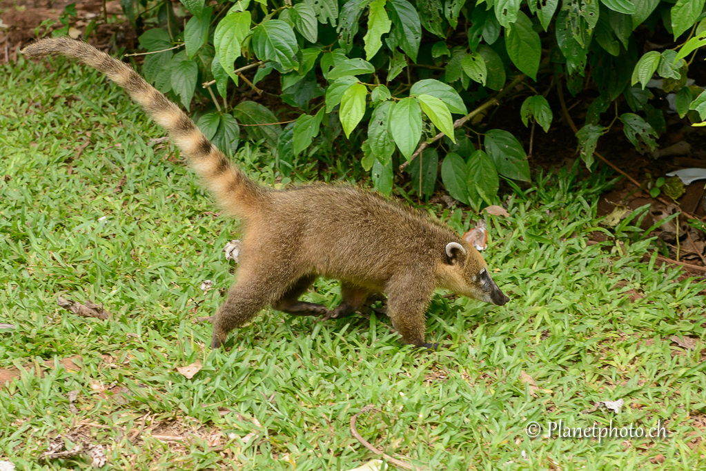 Coati