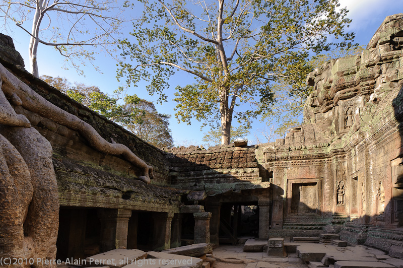 Angkor - Ta Prohm