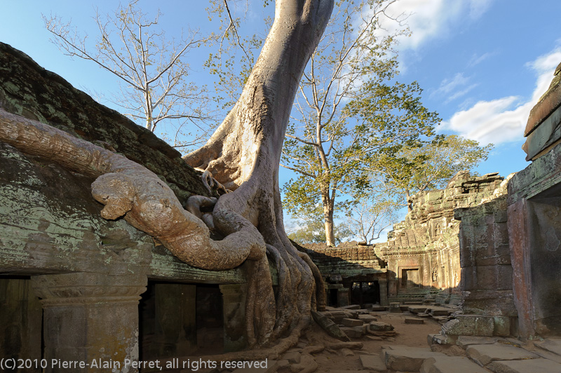 Angkor - Ta Prohm