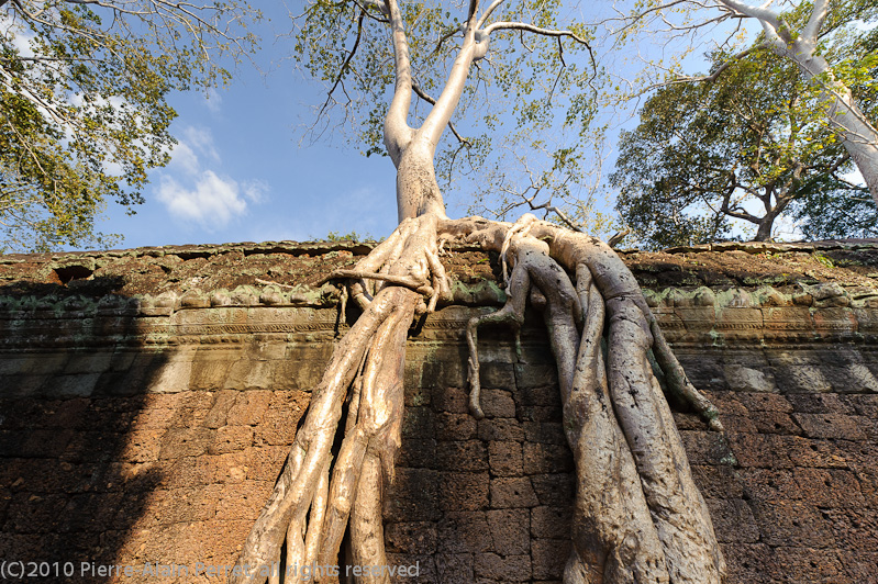 Angkor - Ta Prohm