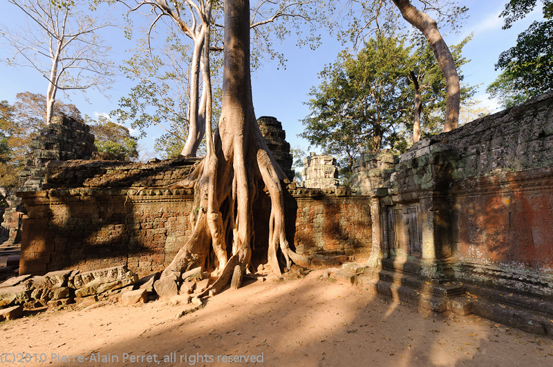 Angkor - Ta Prohm