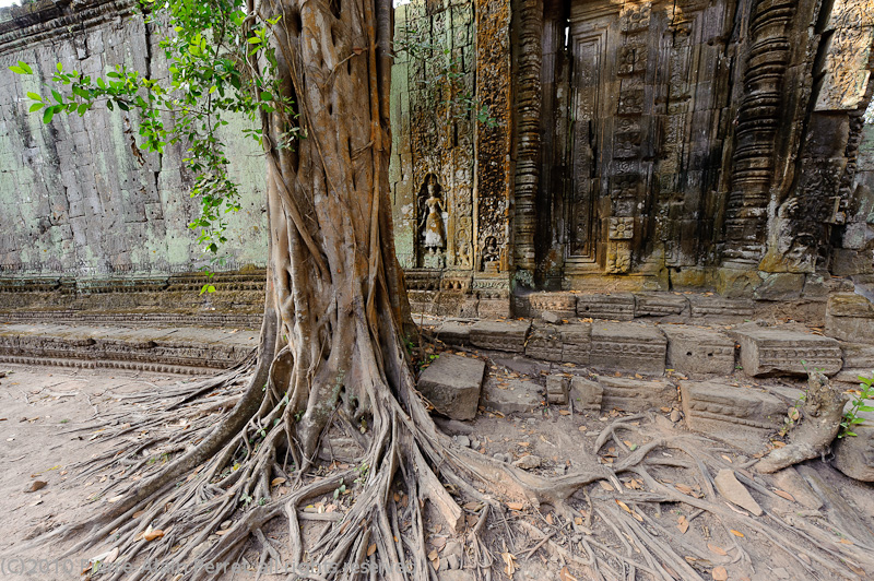 Angkor - Ta Prohm