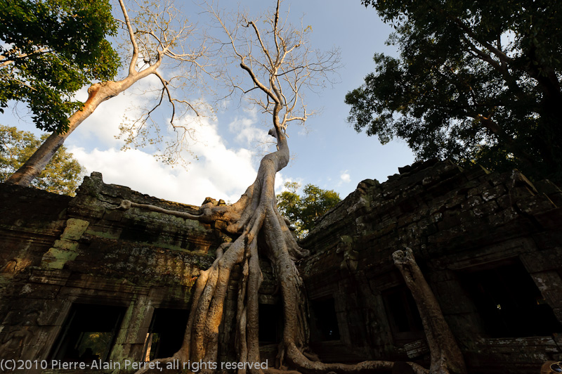 Angkor - Ta Prohm