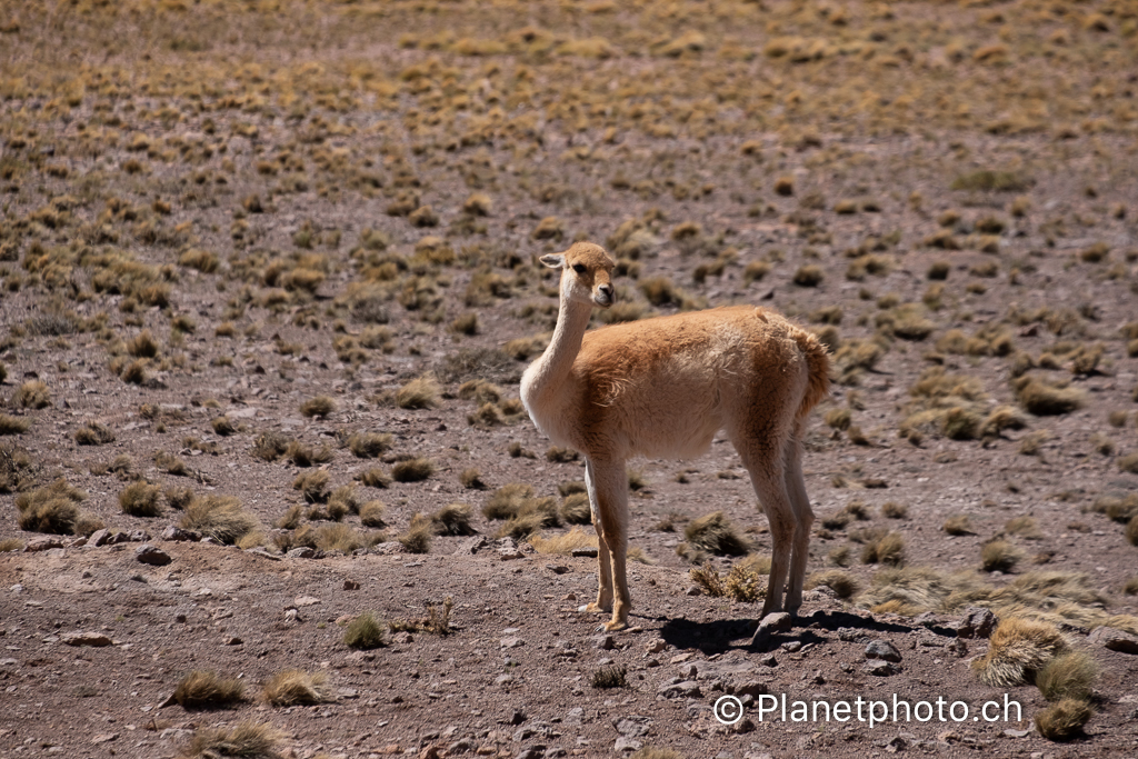 Atacama-Uyuni-Valpareiso