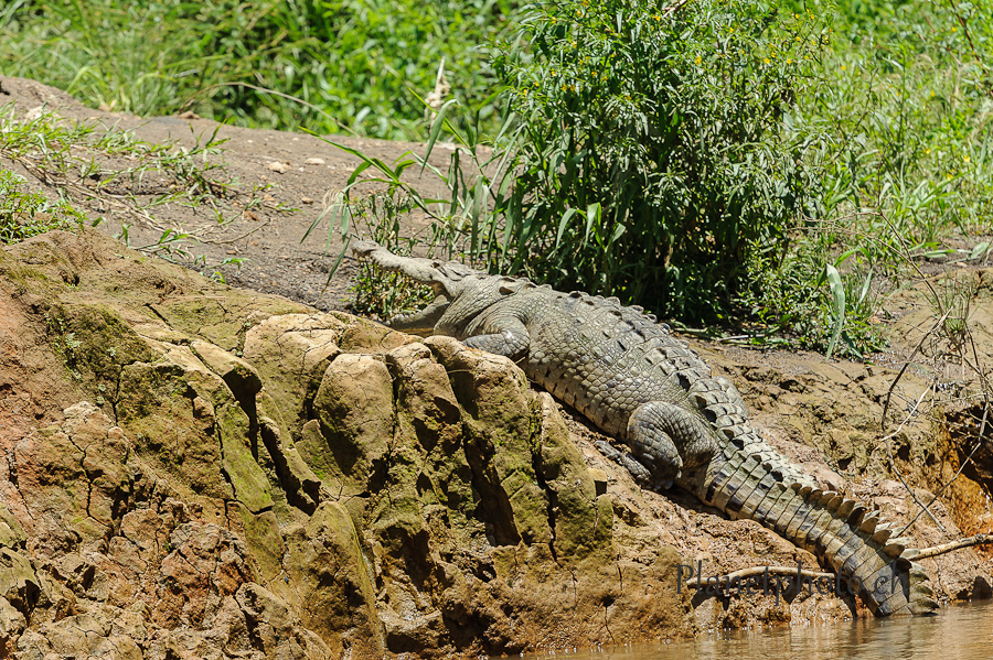 Tortuguero national park