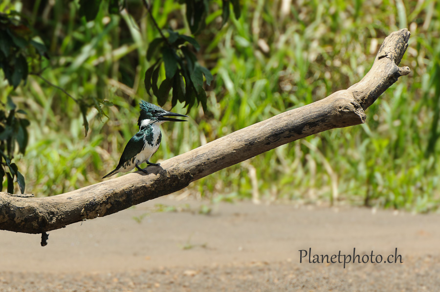 Tortuguero national park