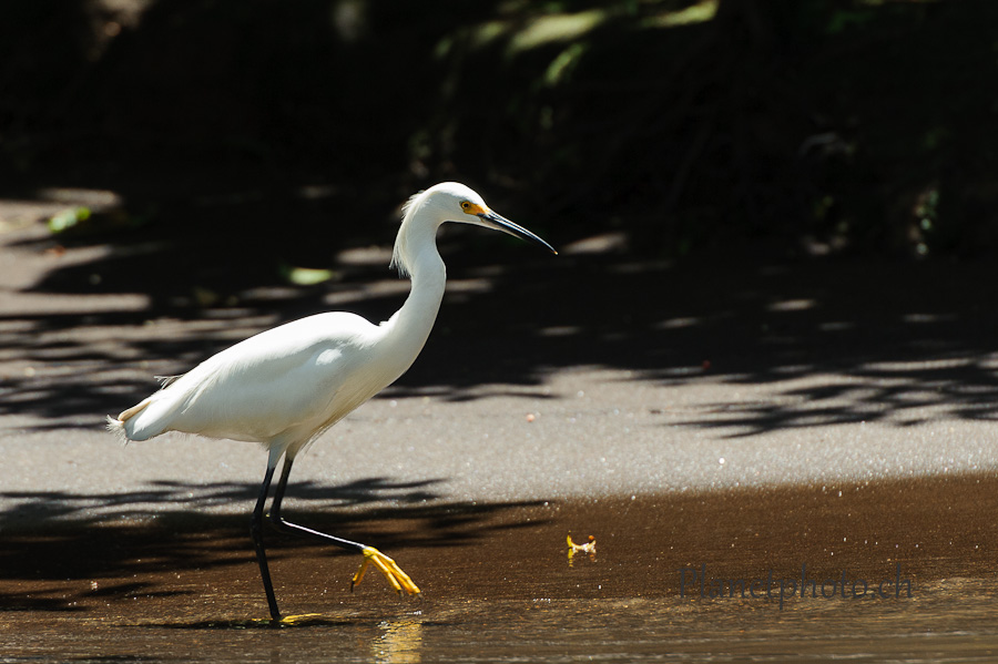 Tortuguero national park