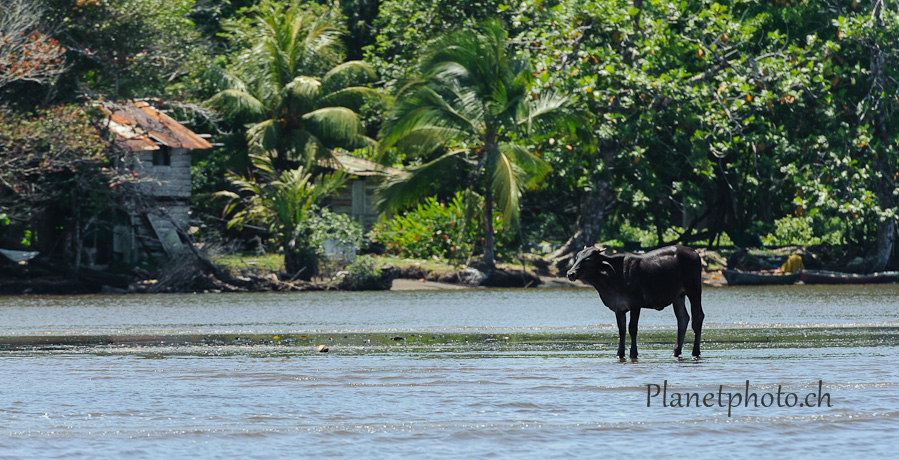 Tortuguero national park