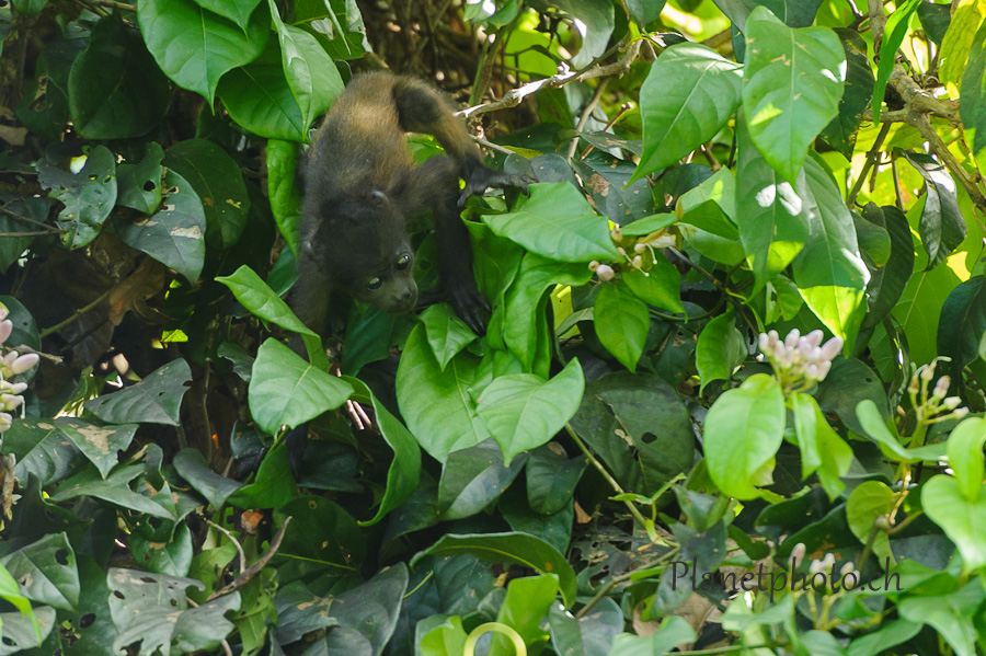 Tortuguero national park