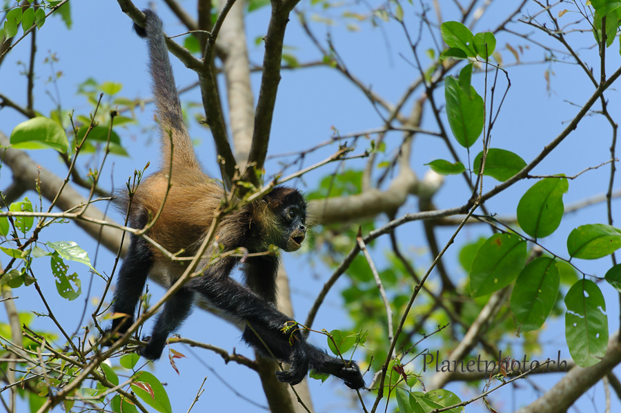 Tortuguero national park