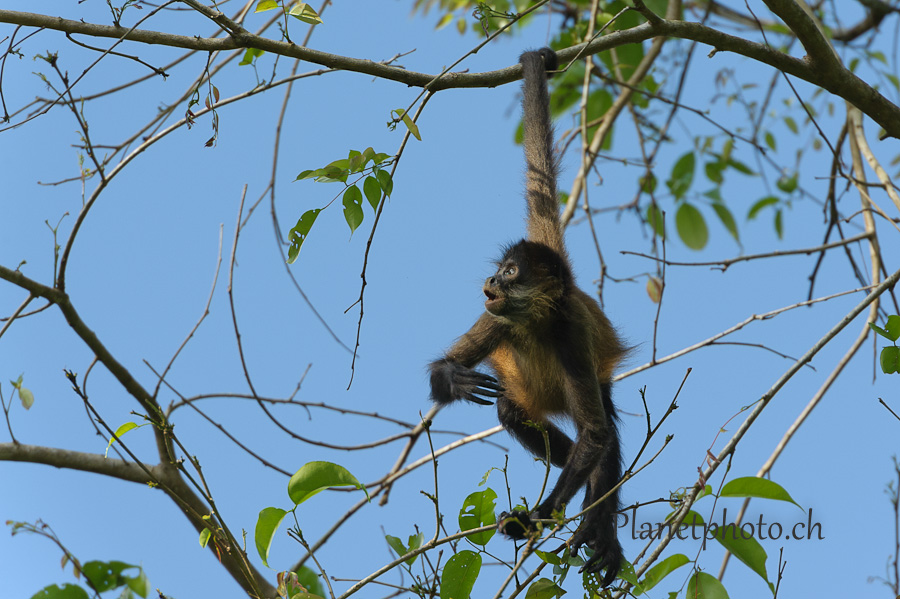 Tortuguero national park