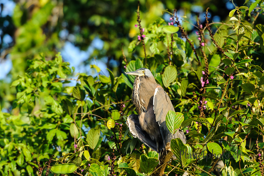 Tortuguero national park