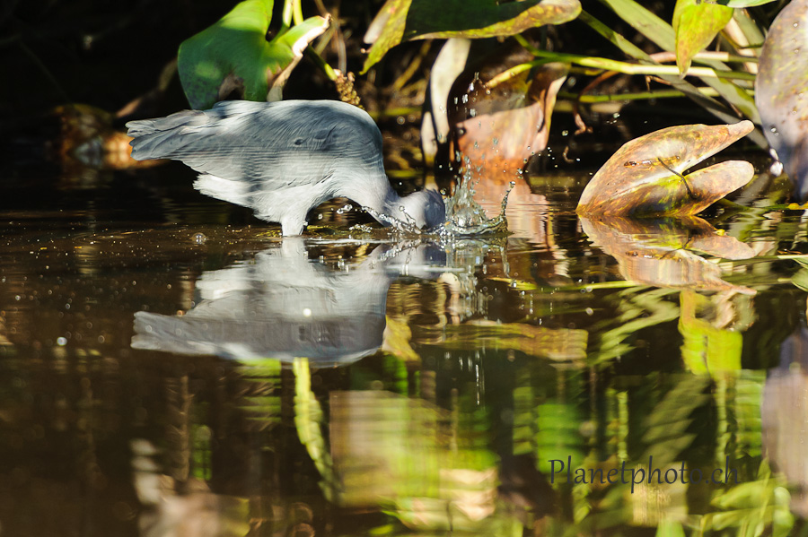 Tortuguero national park