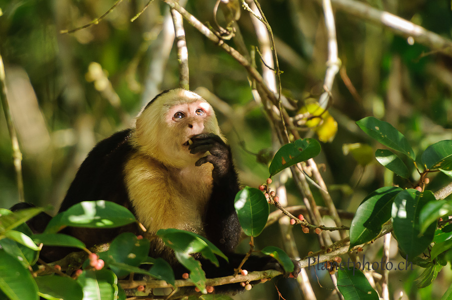 Tortuguero national park